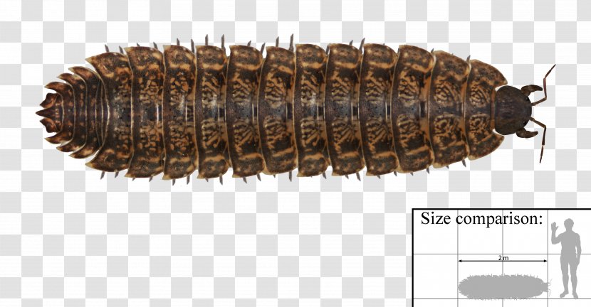 Arthropleura Archelon Carboniferous Length Millipede - Centimeter - File Transparent PNG