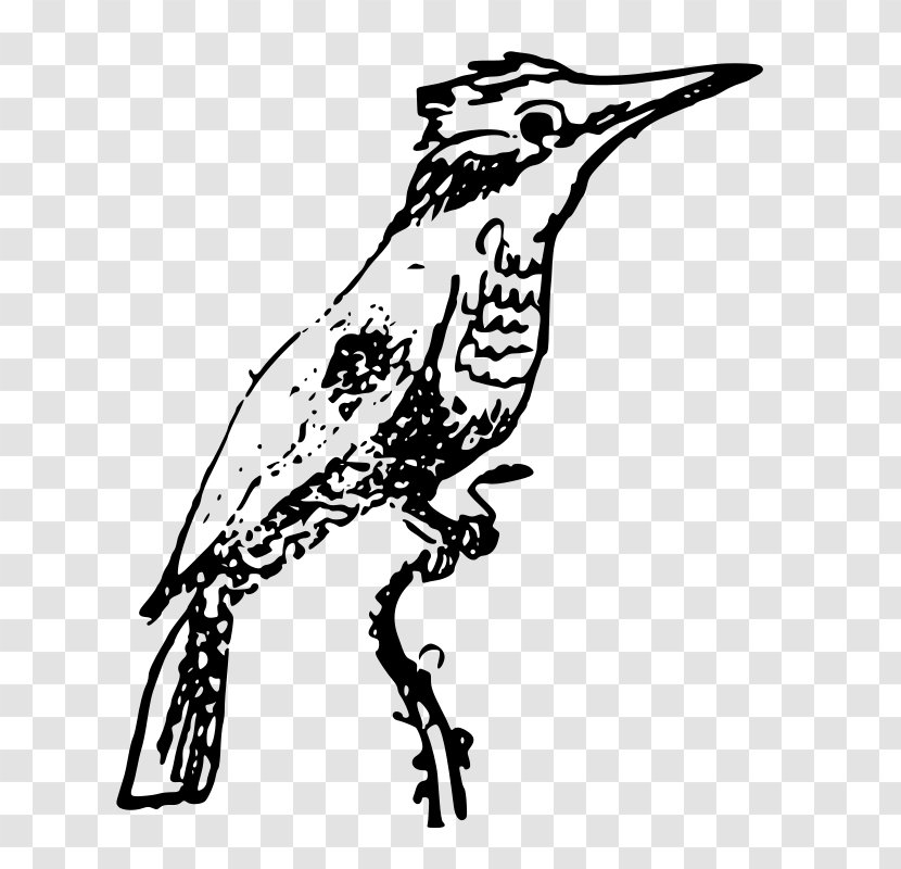 Beak Belted Kingfisher Bird Clip Art Transparent PNG