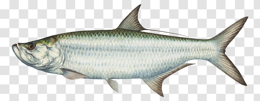 Islamorada Game Fish Fishing Tarpons - All Kinds Of Transparent PNG