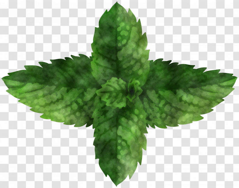 Leaf Herb Science Plant Plant Structure Transparent PNG