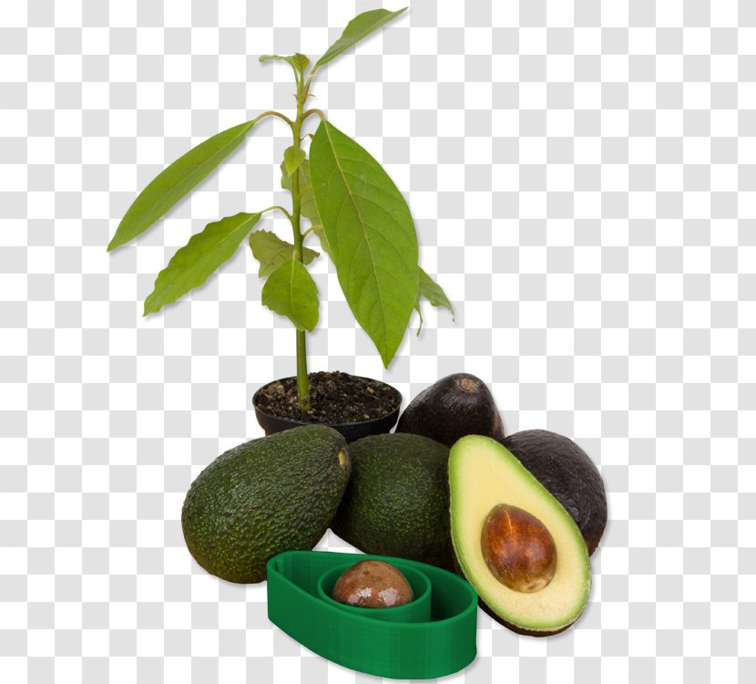 Avocado Guacamole Germination Sowing Seed - Cultivar Transparent PNG