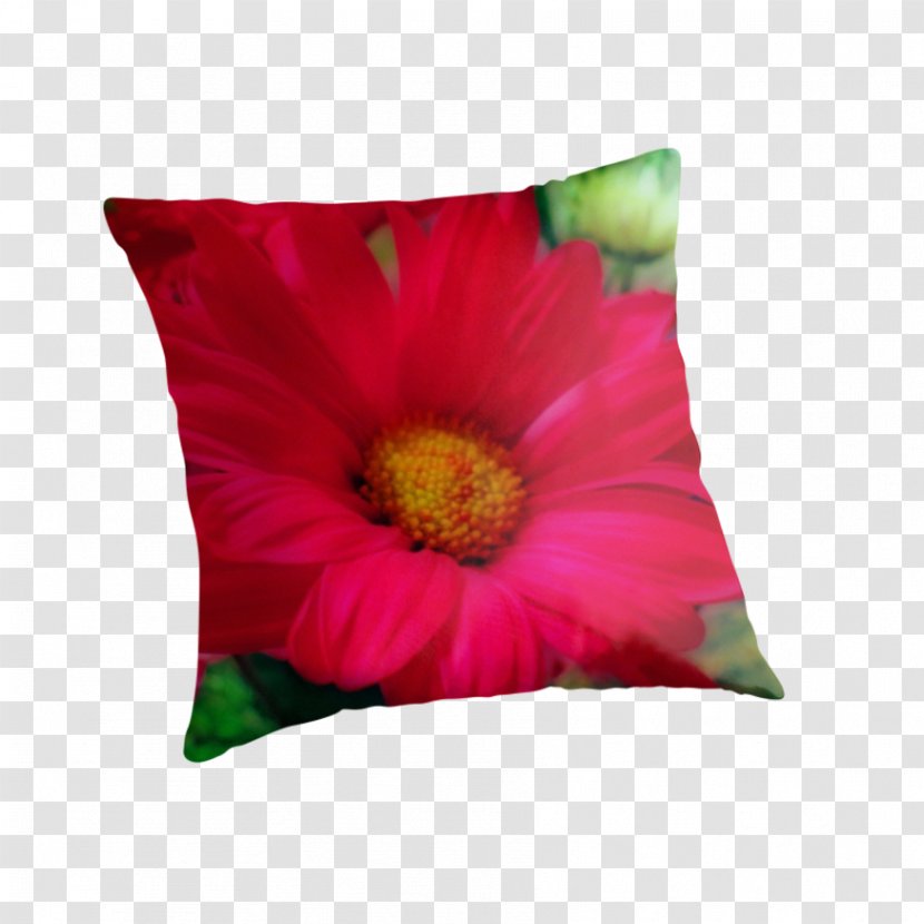 Transvaal Daisy Cushion Throw Pillows Magenta - Pillow Transparent PNG