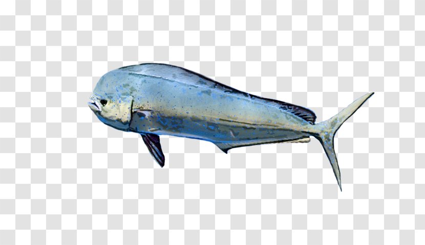 Fish Cetacea Transparent PNG