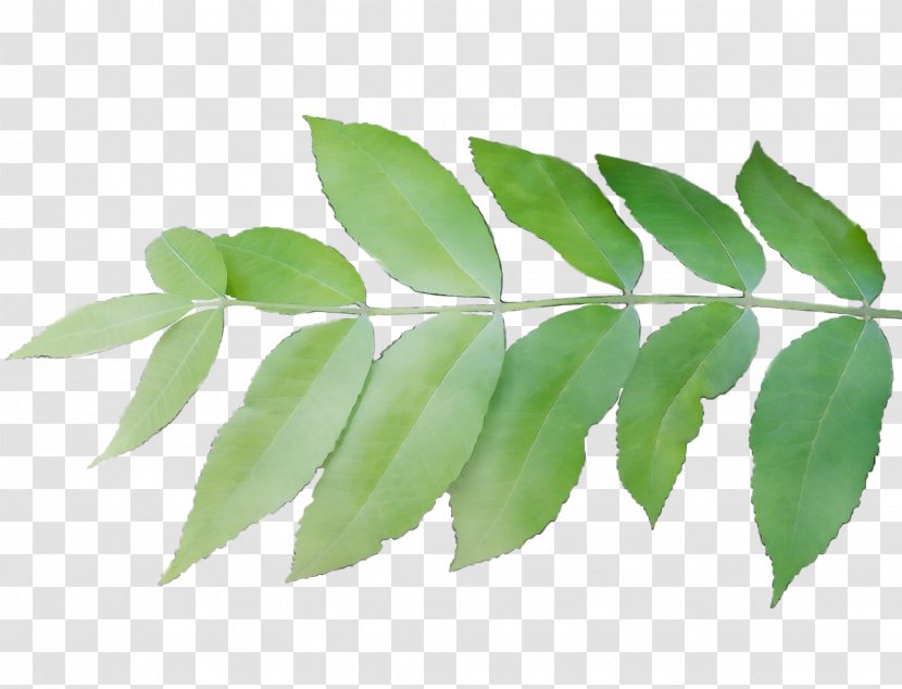 Leaf Plant Flower Tree Woody - Curry - Branch Transparent PNG