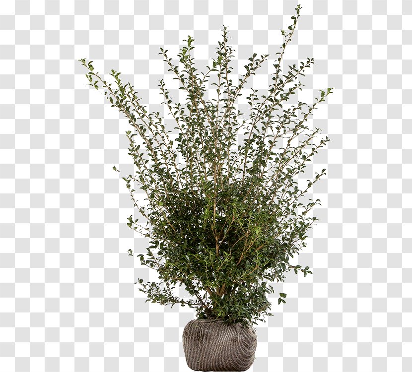 Flowerpot Burkwood Osmanthus Heterophyllus Shrub Evergreen - Plant - Mid Transparent PNG