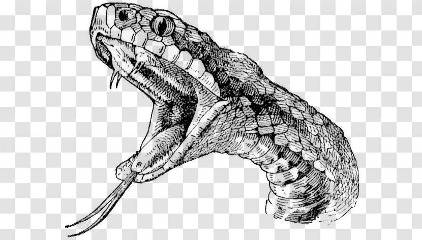 Rattlesnake Vipers Drawing Clip Art - Serpent - Snake Transparent PNG