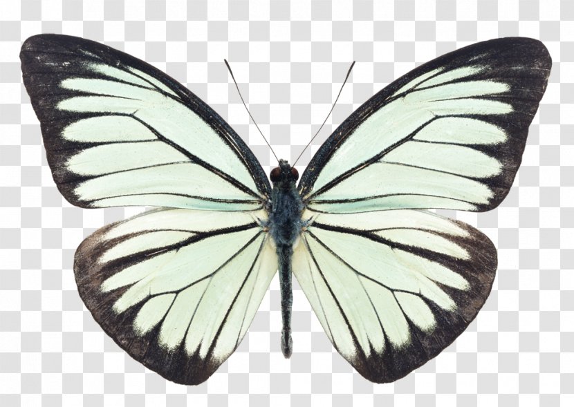 Butterfly Cartoon - Symmetry - Melanargia Transparent PNG