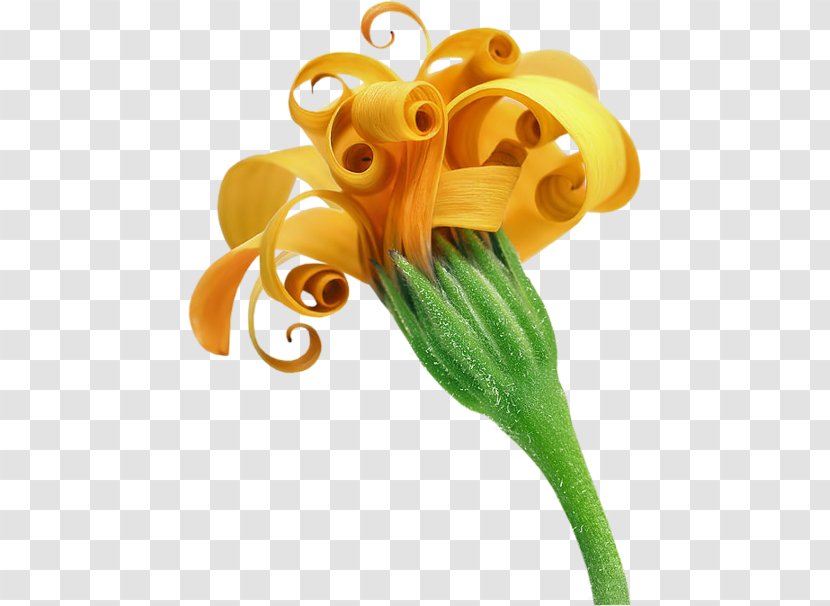 Flower TinyPic Yellow Clip Art - Tinypic Transparent PNG