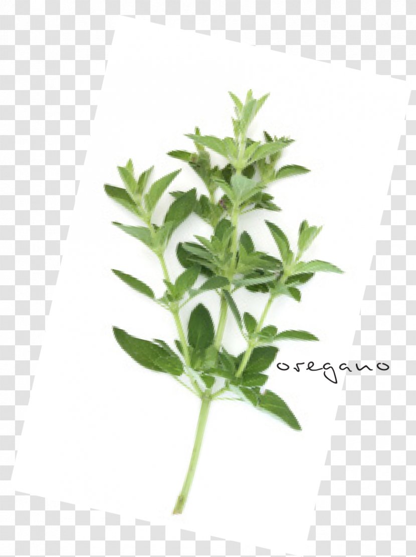 Leaf Herbalism Plant Stem Tree - Herb Transparent PNG