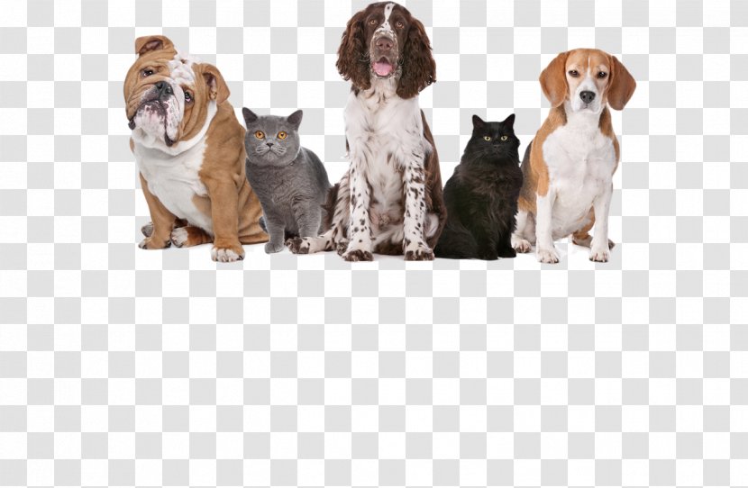 Animal Birth Control Clinic Greeting & Note Cards Dog Birthday FROM ALL OF US Transparent PNG