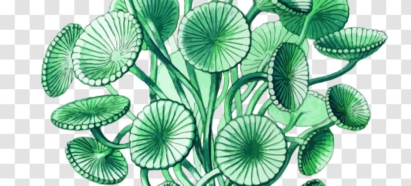 Art Forms In Nature Illustration Actiniae Artist - Plant Stem Transparent PNG