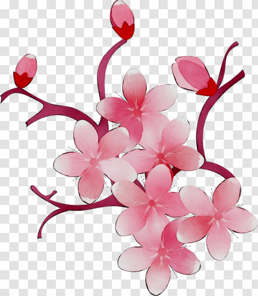 Cherry Blossom ST.AU.150 MIN.V.UNC.NR AD Flowering Plant Cherries - Flower - Magenta Transparent PNG