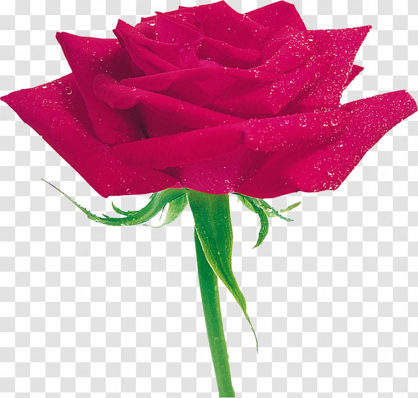 Rosa Multiflora Centifolia Roses Flower Blue Rose Garden - Pink - Yellow Transparent PNG