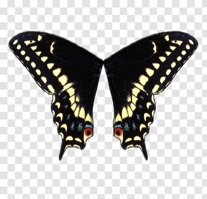 Swallowtail Butterfly Black Wing - Heart - Avril Lavigne Transparent PNG