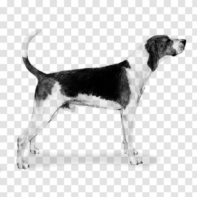 Treeing Walker Coonhound English Foxhound American Harrier Beagle - Hunting Dog Transparent PNG