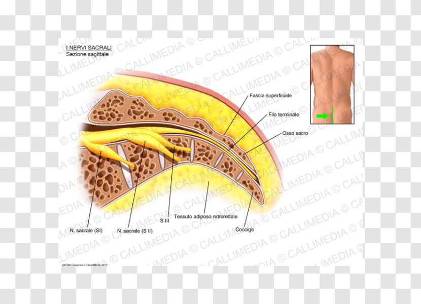 Nerve Central Nervous System Anatomy Sacrum - Heart - Adipose Tissue Transparent PNG