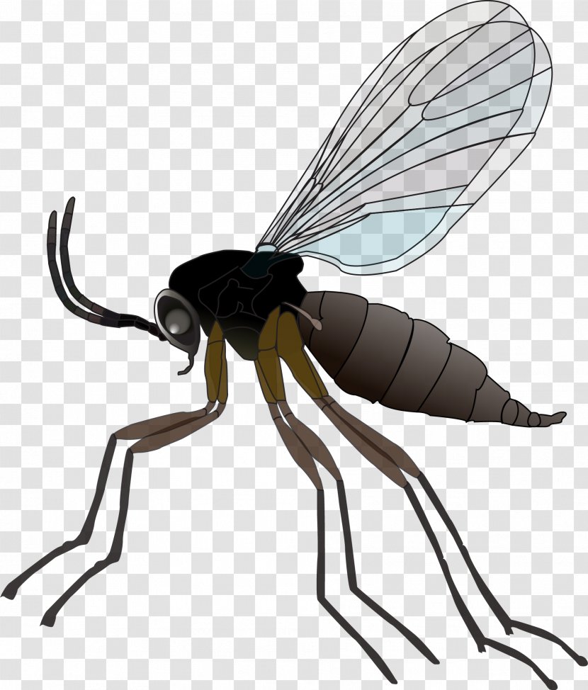 Fungus Gnat Insect Mosquito Houseplant - Fly Transparent PNG