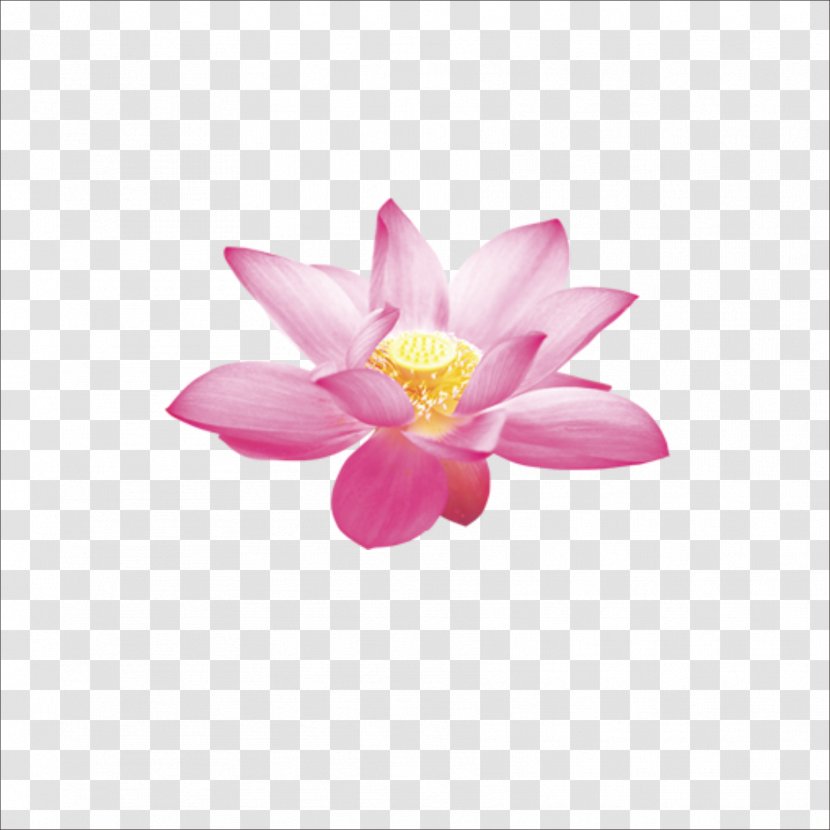 Lotus Cars Nelumbo Nucifera 2010 Evora Icon - Flower Transparent PNG