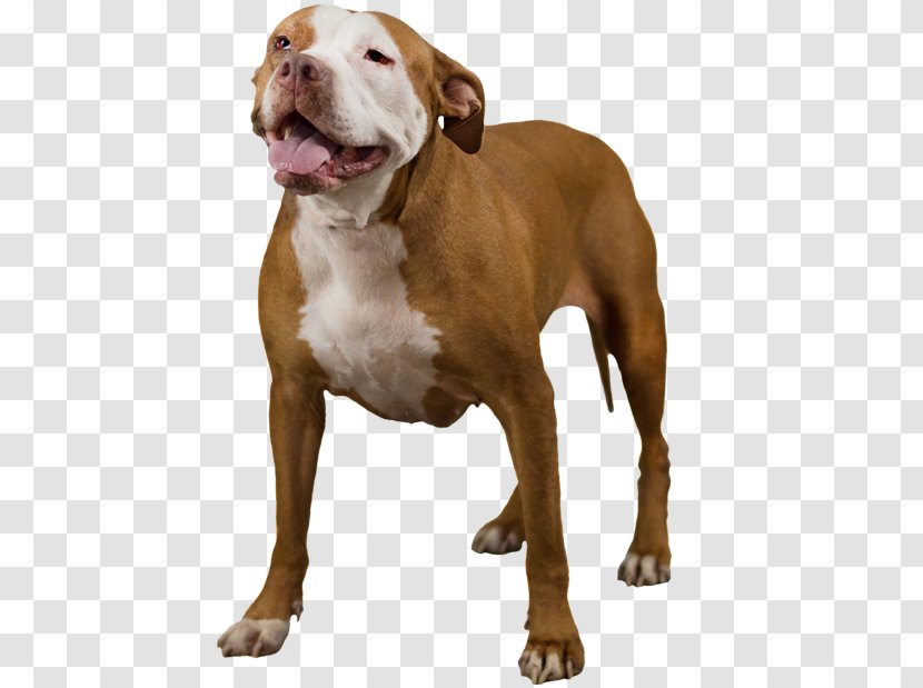 American Bully Pit Bull Terrier Rare Breed (dog) - Dog - Pitbull Transparent PNG