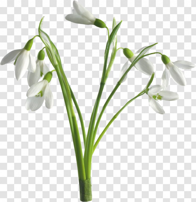 Snowdrop Desktop Wallpaper Flower Spring - Hvga Transparent PNG