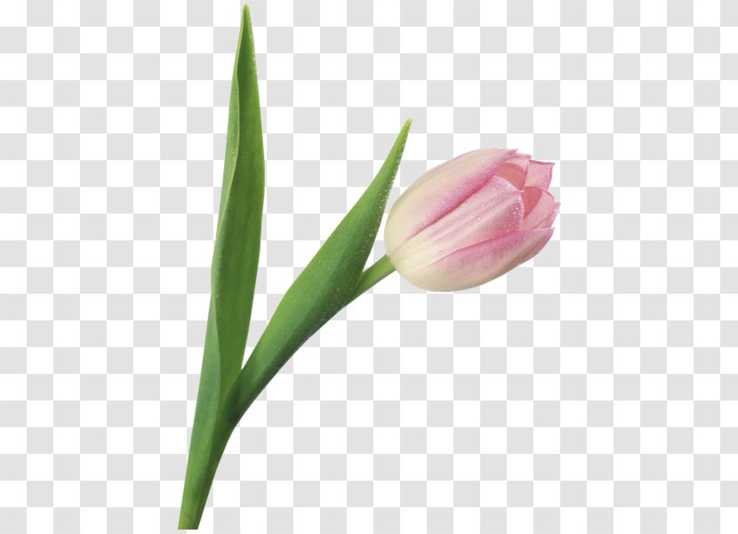 Tulip Flower Clip Art - White Transparent PNG