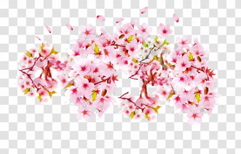Cherry Blossom Petal Cerasus - Auglis - Pink Blossoms Transparent PNG