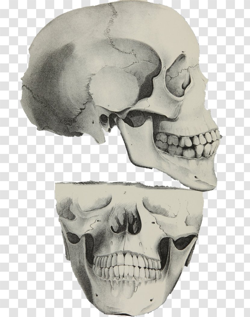 Skull Skeleton Jaw - Head Transparent PNG