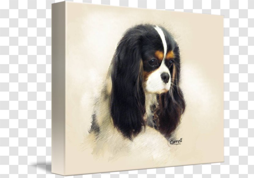 Cavalier King Charles Spaniel Dog Breed Companion Transparent PNG