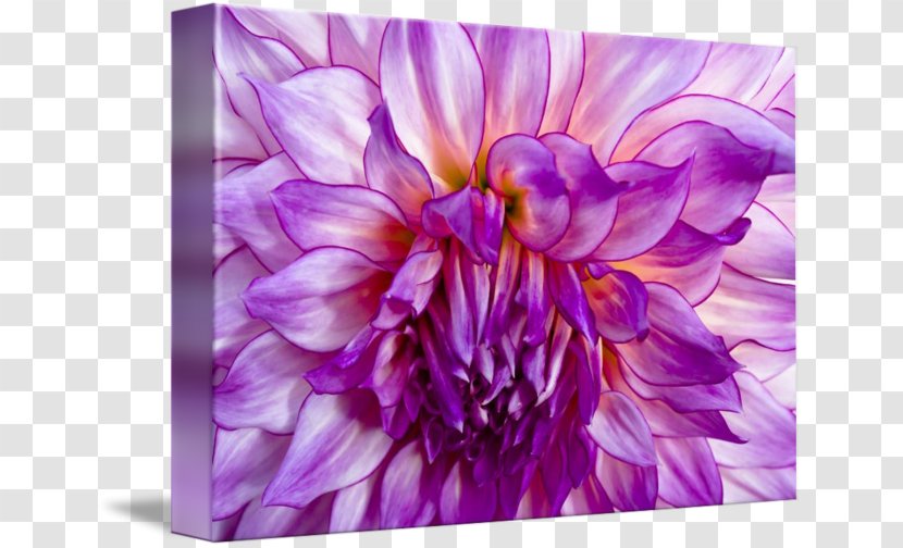 Dahlia Violet Floral Design Chrysanthemum - Chrysanths Transparent PNG