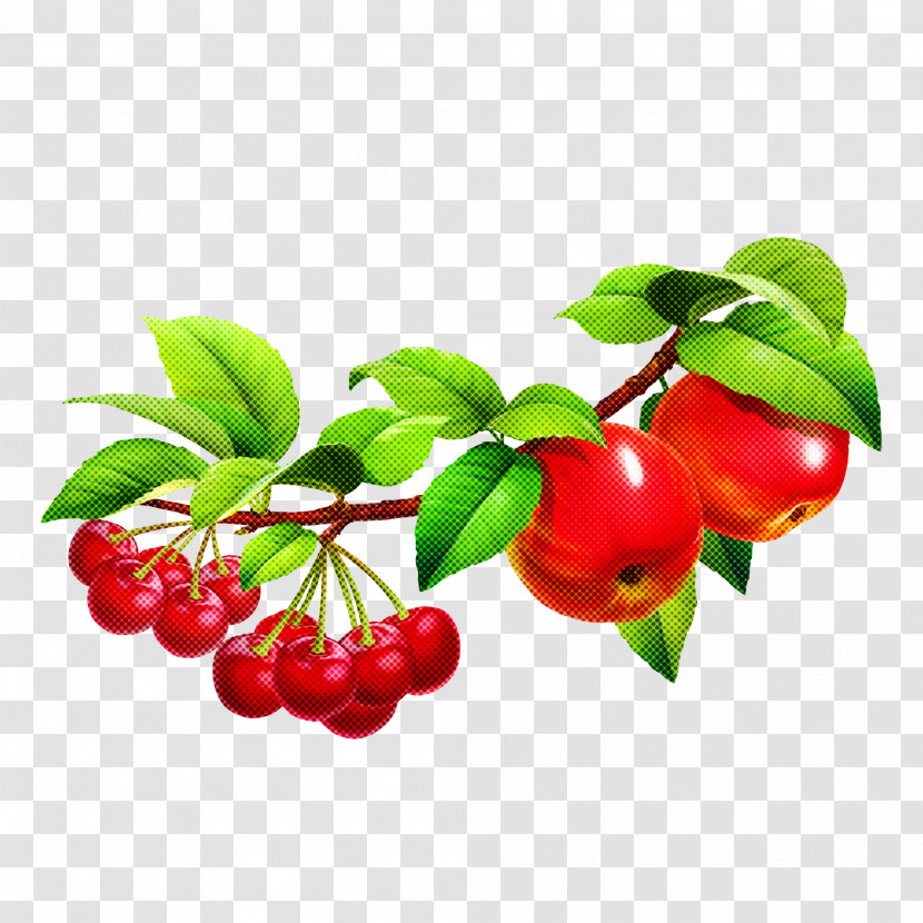 Fruit Berry Plant Flower Lingonberry Transparent PNG