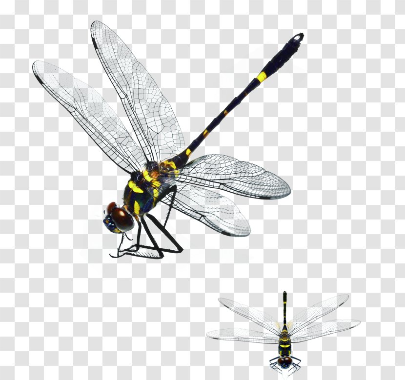 Dragonfly Download - Data - HD Autumn Simple Transparent PNG
