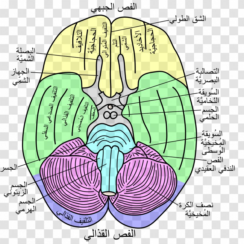 Flocculonodular Lobe Lobes Of The Brain Temporal Vestibulocerebellar Syndrome - Frame Transparent PNG