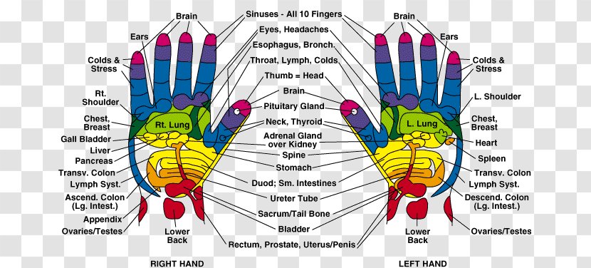 Foot Reflexology Hand Reflexology: A Practical Introduction Acupressure Pressure Point - Flower - Massage Health Transparent PNG