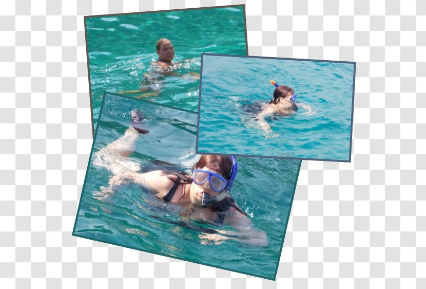 Swimming Pool Water Leisure Marine Mammal Transparent PNG