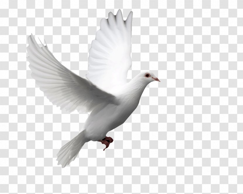 Columbidae Doves As Symbols Release Dove Bird Squab - Feather - Raffle Transparent PNG