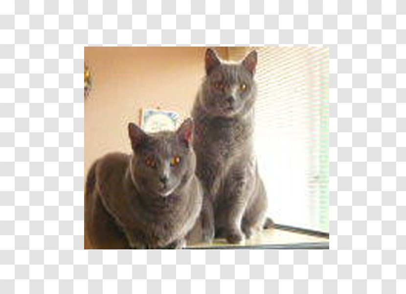 Korat Chartreux Russian Blue British Shorthair European - Fauna - Cats And Dogs Transparent PNG
