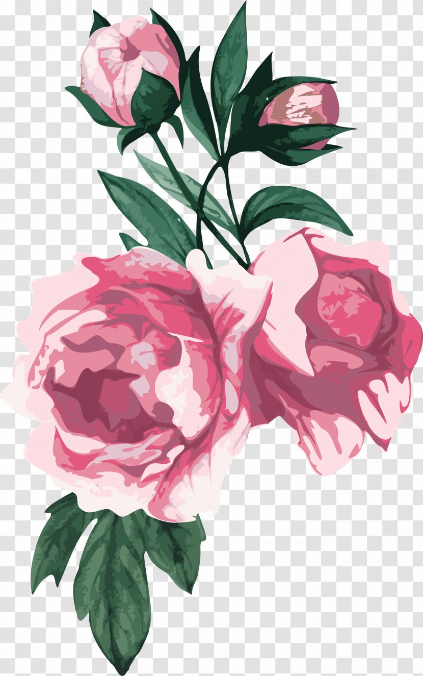 Centifolia Roses Flower Garden Peony - Seed Plant Transparent PNG