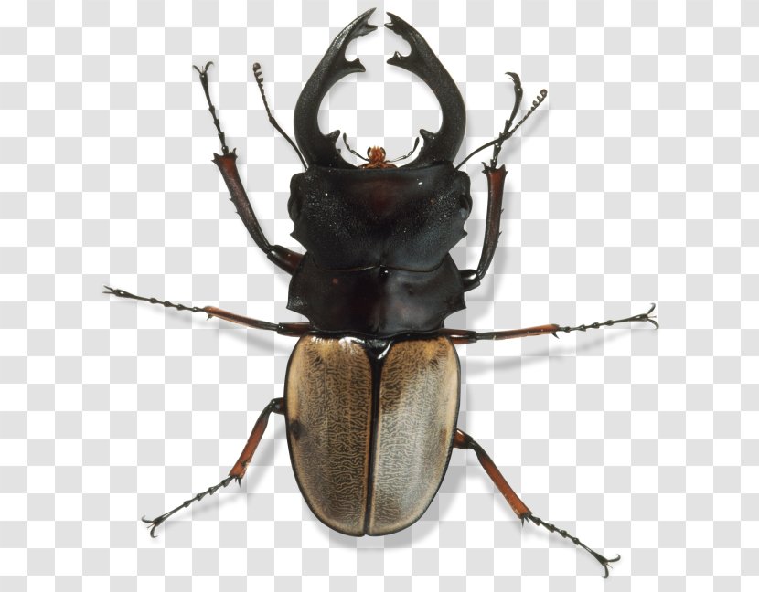 Japanese Rhinoceros Beetle Invertebrate Exoskeleton Arthropod - Exo Skeleton Transparent PNG