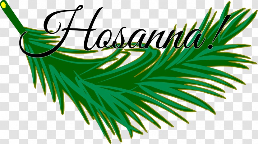 Clip Art Image Palm Trees Leaf - Vascular Plant Transparent PNG