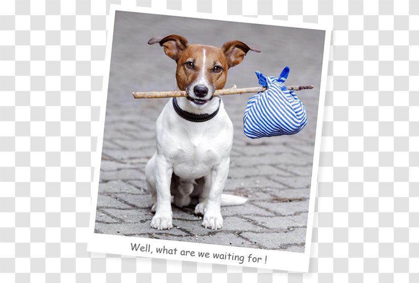 Dog Puppy Animal Shelter Microchip Implant Pet - Companion - Jack Russel Transparent PNG