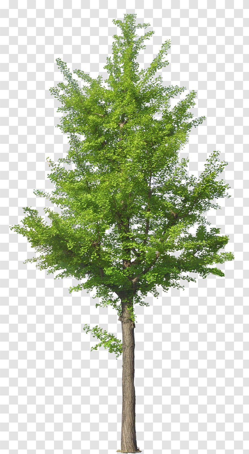 Tree - Evergreen - Pine Family Transparent PNG