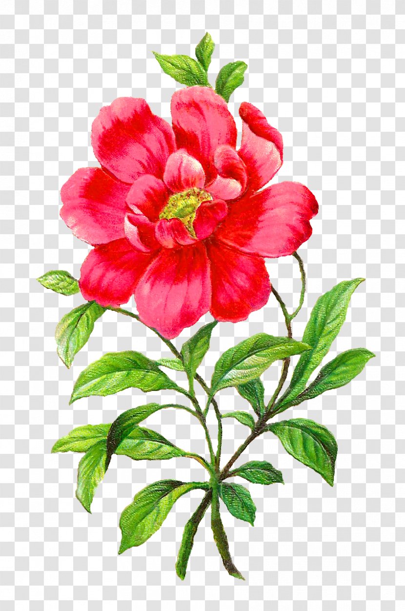 Flower Camellia Petal Clip Art - Royaltyfree - Botanical Transparent PNG
