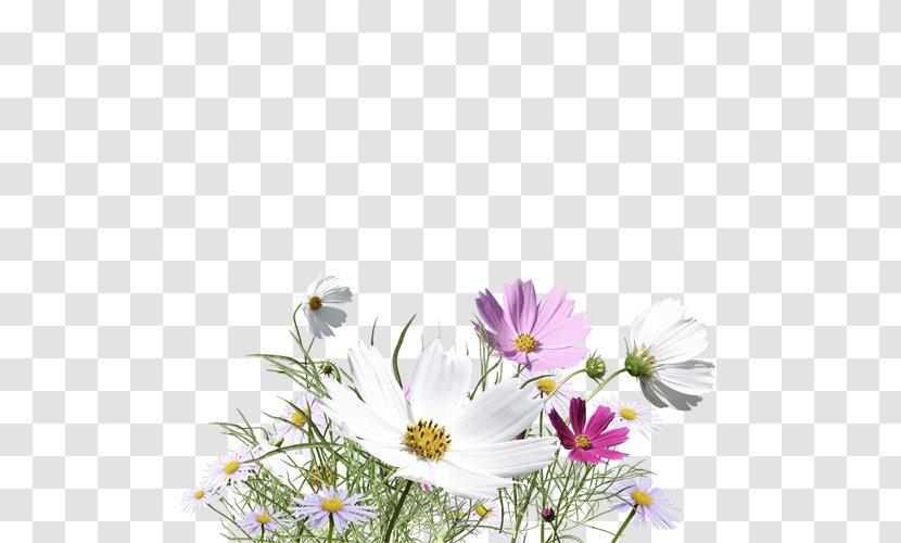 Flower - Floristry - Decorative Floral Elements Transparent PNG