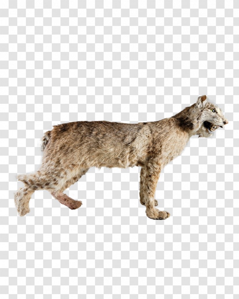Bobcat Cougar Fur Big Cat Transparent PNG