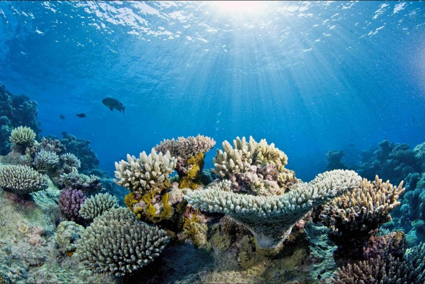 Great Barrier Reef World Ocean Coral Bleaching - Organism Transparent PNG