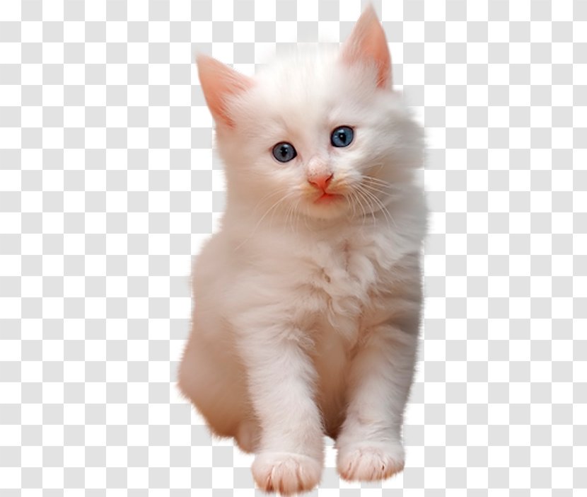 Cat Kitten - Animation Transparent PNG