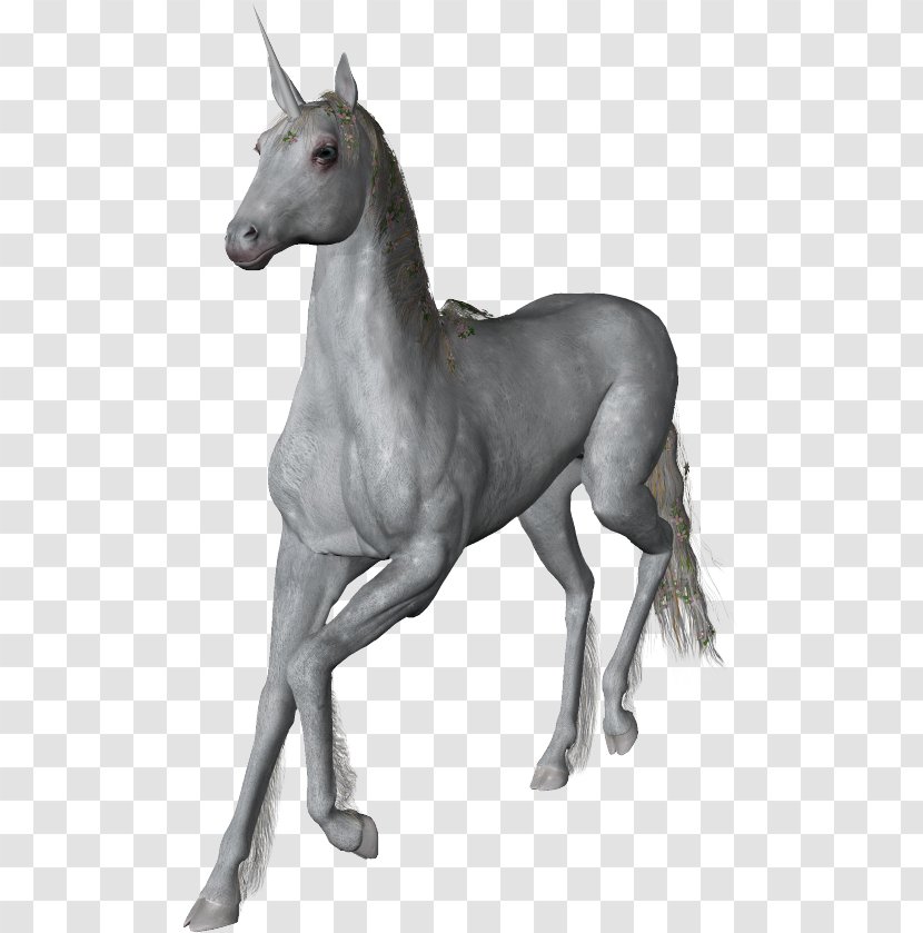 Unicorn Stallion Mustang Foal Horn Transparent PNG