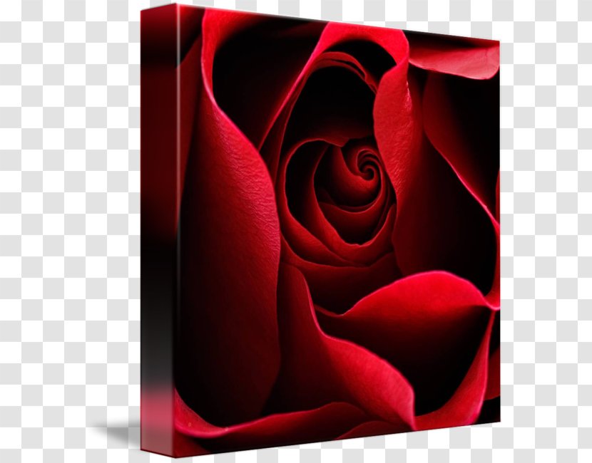 Garden Roses Desktop Wallpaper Petal Computer - Still Life Photography - Rose Transparent PNG
