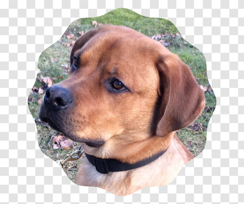 Redbone Coonhound English Foxhound Treeing Walker Black Mouth Cur Rare Breed (dog) - Harrier - Rambo Transparent PNG