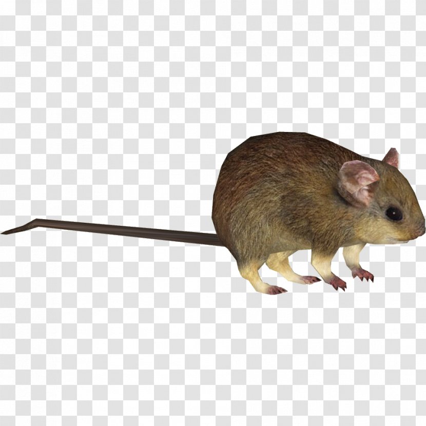 Gerbil Greater Stick-nest Rat Lesser Rodent - Live Food Transparent PNG